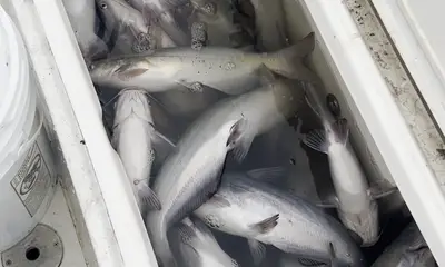 Zavalla Verslag Video 0