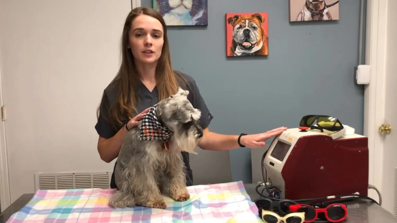 how-often-should-my-dog-get-laser-therapy