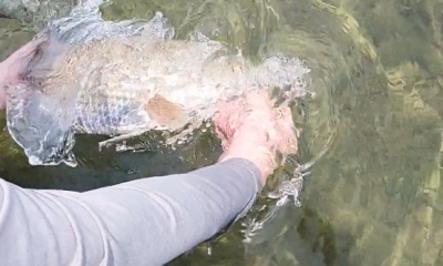 Crystal River Report Video 0