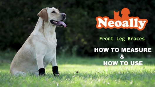  NeoAlly- Front Leg Brace for Dogs & Cats, Dog Leg