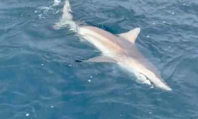Big shark, tuna and sailfish