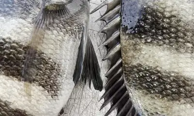 Perdido Pass Report Video 0