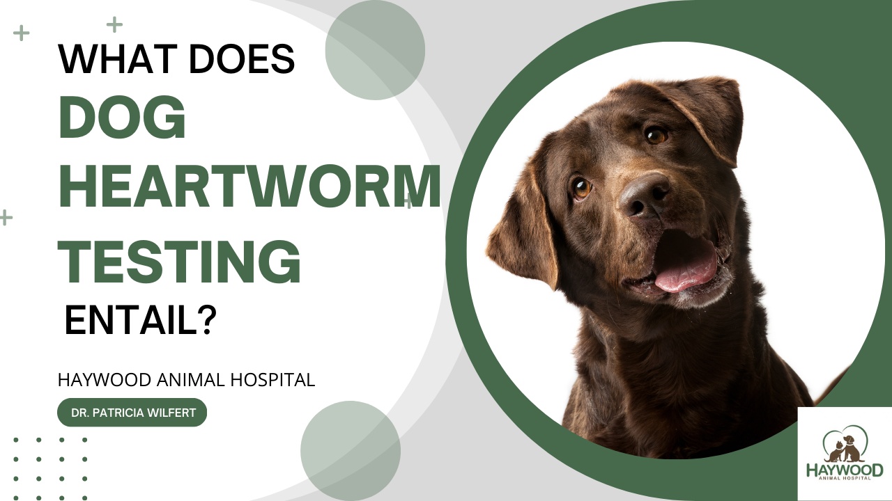 Canine epilepsy and heartworm 2024 prevention