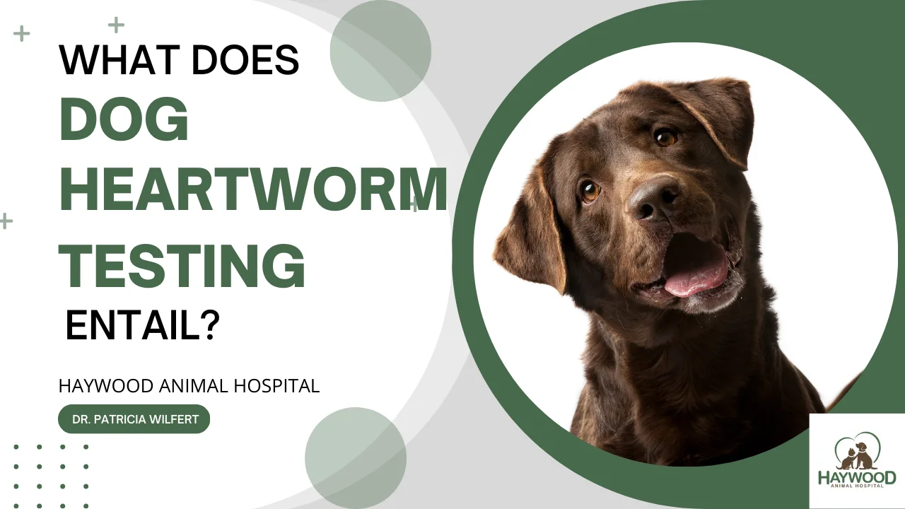 Dog vomiting fashion after heartworm medication