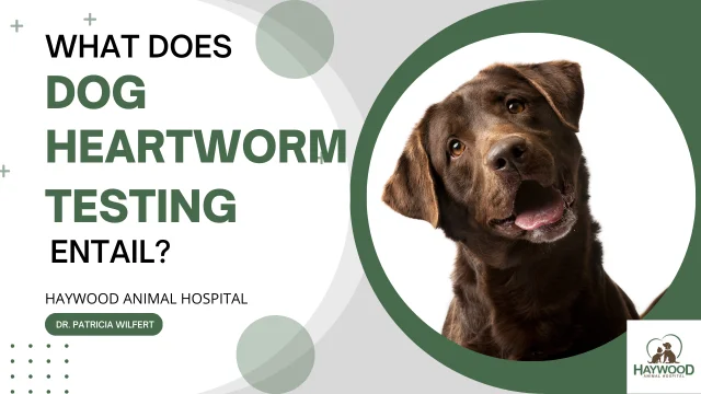 how do you test a dog for heartworm