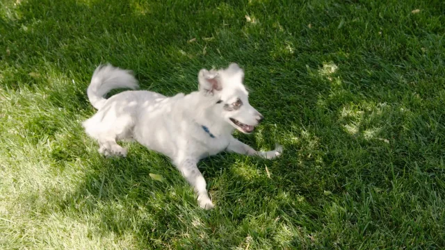 Walmart nexgard clearance for dogs