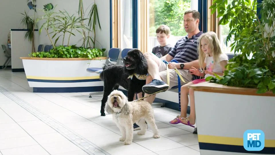 Bilious Vomiting Syndrome in Dogs | PetMD Bilious Vomiting Syndrome in Dogs | PetMD