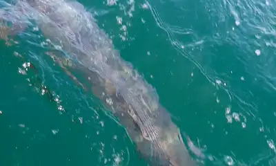 Naples Report Video 1