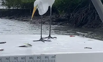 Knowledgeable Skipper