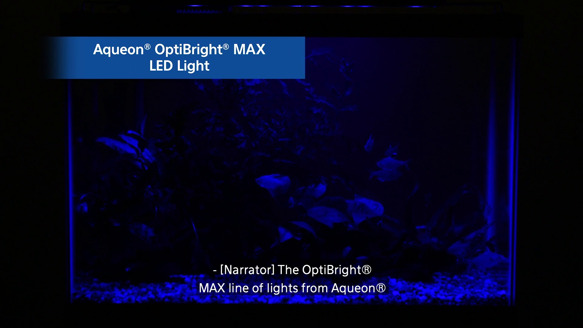 AQUEON Optibright Max LED Aquarium Light Fixture 48 54 in Chewy