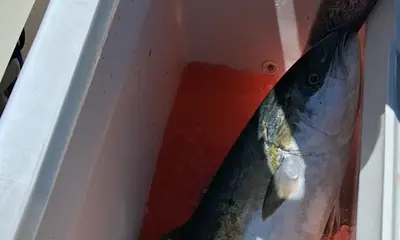 Rapport vidéo Dana Point 1