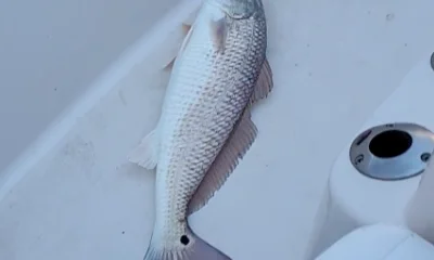 Galveston Report Video 0