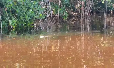 Homestead Report Video 0