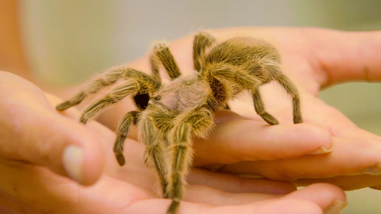Parts of Animals | Science Video For Kids | Grades K-2 Parts of Animals | Science Video For Kids | Grades K-2