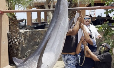 San Jose del Cabo Report Video 1