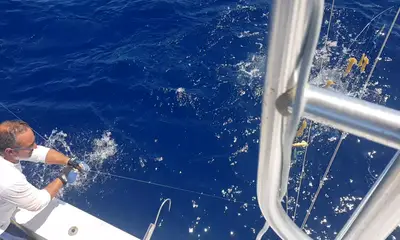 Faro Report Video 0