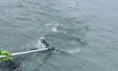 Kenai Report Video 0