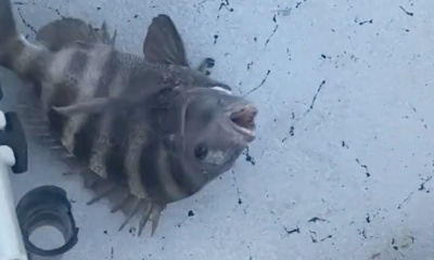 Fish on!