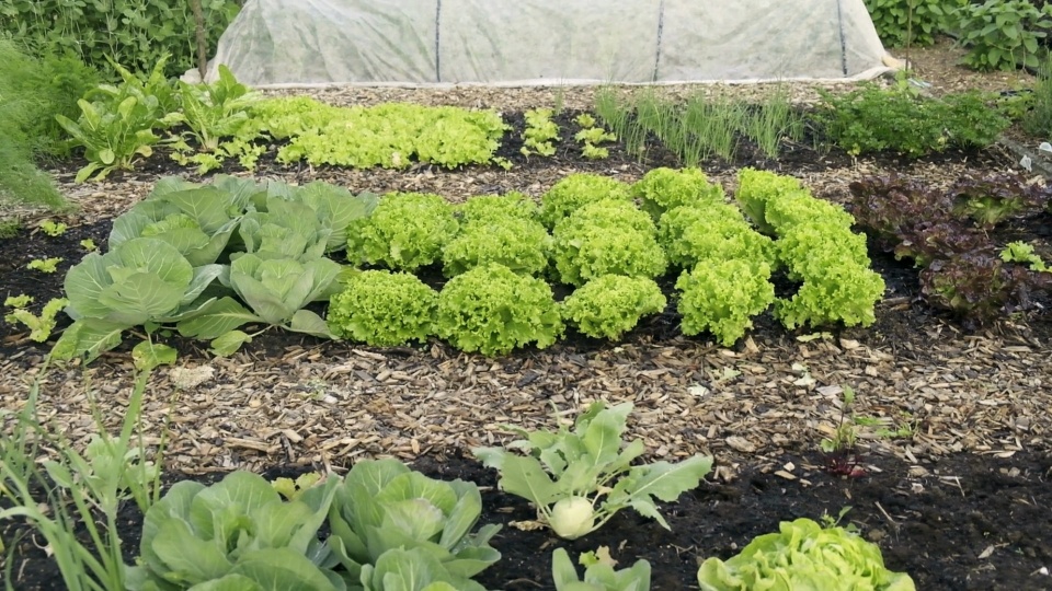 Growing Gardens (Některé rostliny, rostliny které, vaší zahrady) Growing Gardens