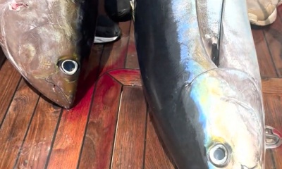 Amazing trip - tuna delight!