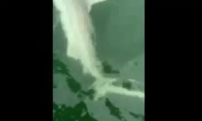 Tons of fish and a nice bull shark