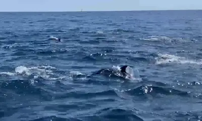 Catalina Island Report Video 1
