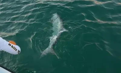 Giant Tarpon 