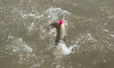 Copano Bay Report Video 1