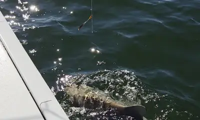 Awesome Awesome Awesome 