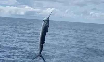 Playa Flamingo Report Video 0