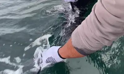 Puerto Vallarta Report Video 0