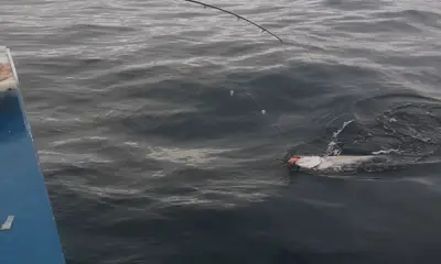 Durban Report Video 0