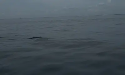 Fort Pierce Bericht Video 0