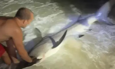Will get you on sharks! 