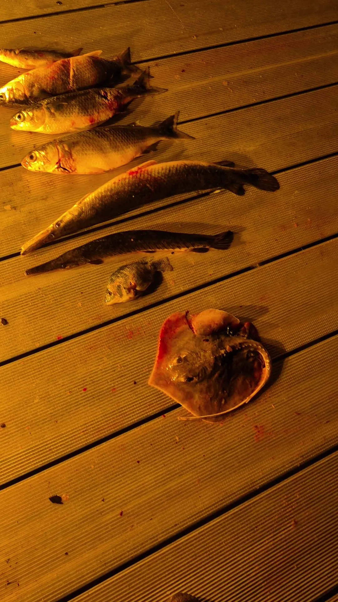 Business Card: Volusia Bowfishing Tours