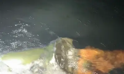 Tarpon are chewing!