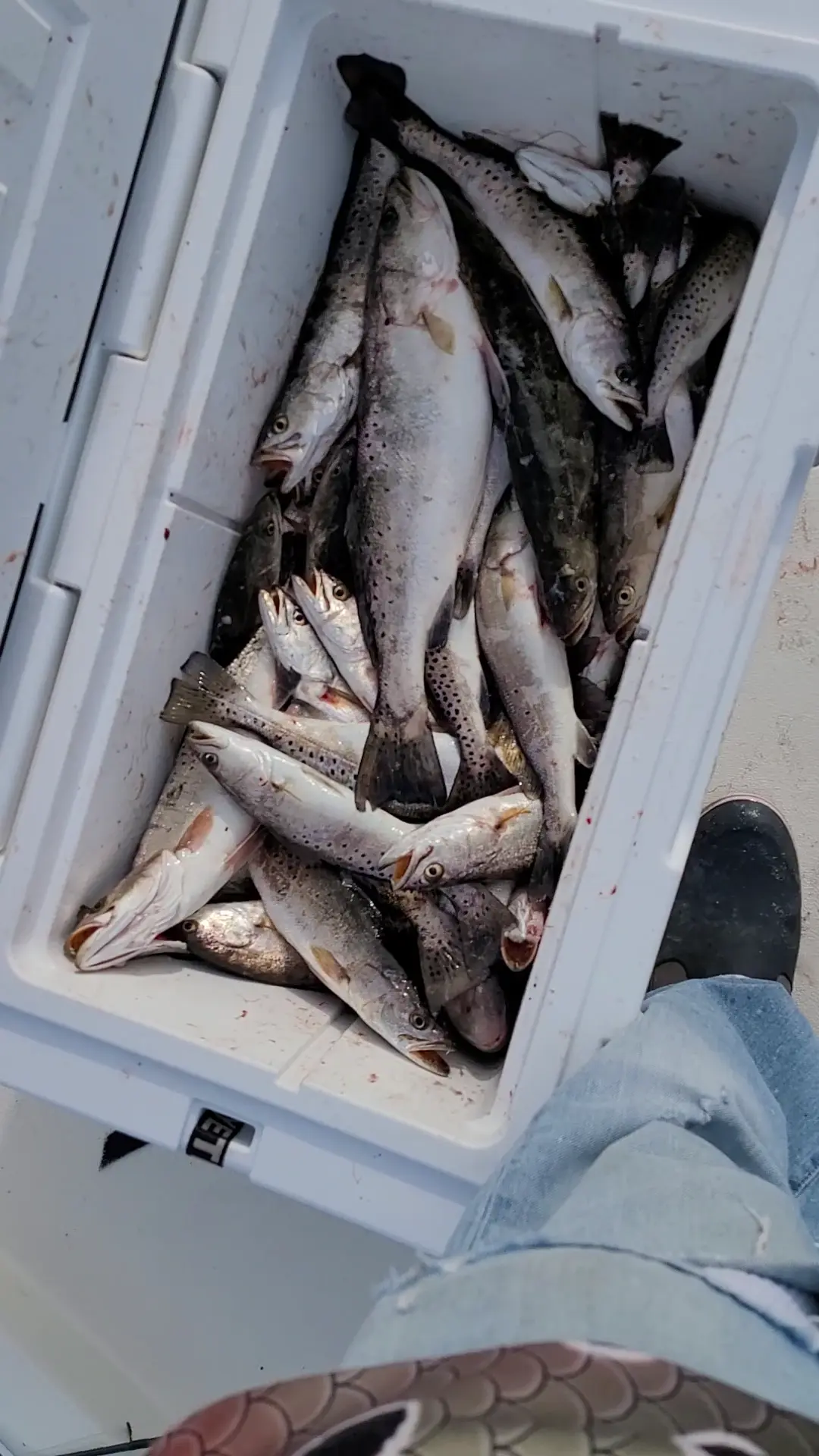 Business Card: A Fishing Fool (Coastal Charter)