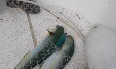 Koper Bericht Video 0