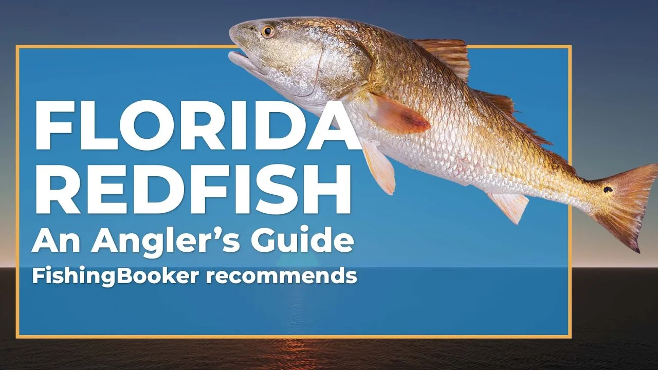 How to Fish for Redfish in Florida: The Complete Guide
