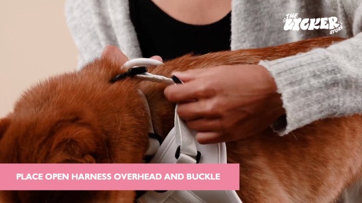 THE LICKER STORE Arlo No Pull Dog & Cat Harness