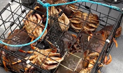 Coal Harbour Report Video 0