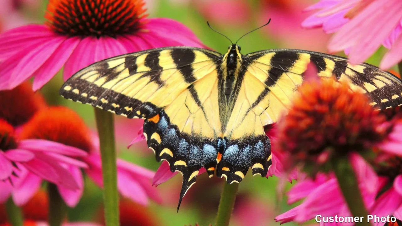 Double Scoop™ Orangeberry - Coneflower - Echinacea hybrid