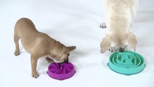 Ditch the Bowl: Interactive Dog Feeding — With Love & Oats