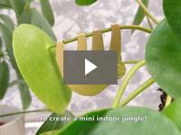 Video for Decorative Plant Animal Sets