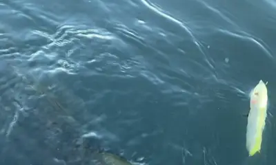 Palmetto Report Video 0