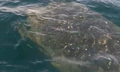 Destin Report Video 0