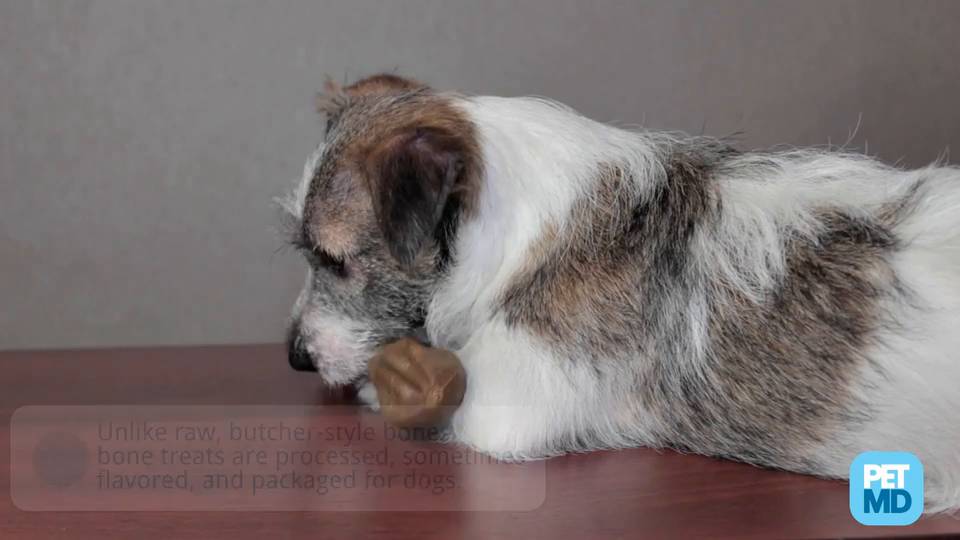 dog ate pork femur bone