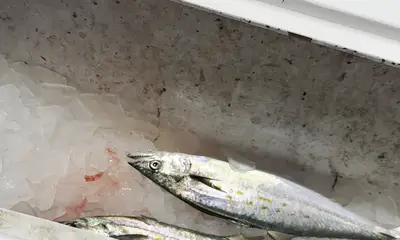 Best ever trip on the fish!