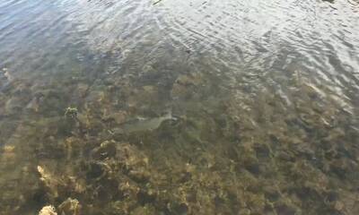 Fishing in Marathon