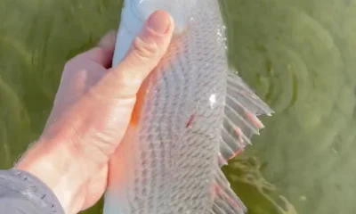 Hilton Head Island Report Video 0